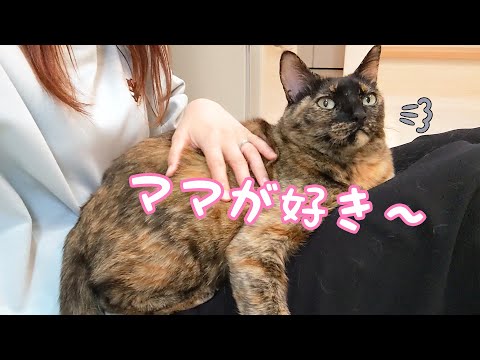 ママの上が好きすぎて動かないサビ猫モモちゃん(YouTube)