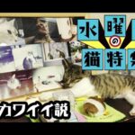 【猫動画】水曜日の猫特集_猫カワイイ説〜にゃんともパレード〜#146(YouTube)