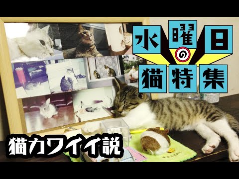 【猫動画】水曜日の猫特集_猫カワイイ説〜にゃんともパレード〜#146(YouTube)