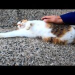 バイクで海沿いの道を走っていたら野良猫が寝ていたので止まってナデナデしてきた(YouTube)