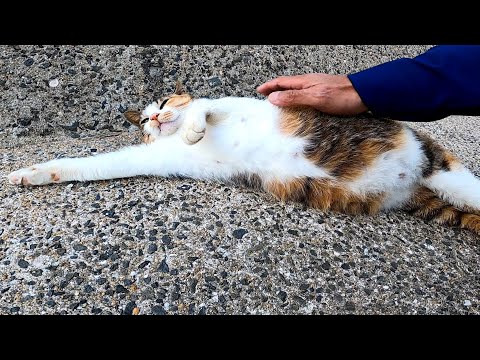 バイクで海沿いの道を走っていたら野良猫が寝ていたので止まってナデナデしてきた(YouTube)