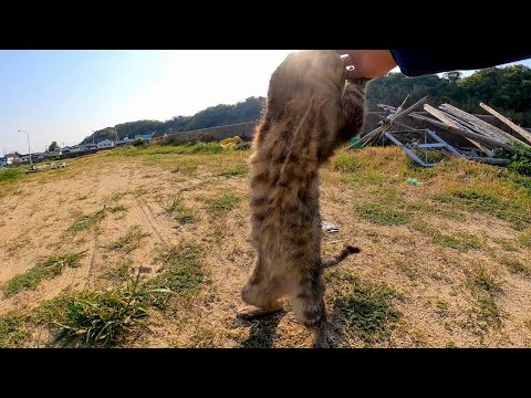 あと少しで二足歩行出来そうな野良猫(YouTube)