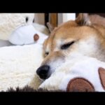 とっても優しいR家の男子♥柴犬パパは見守り隊♥(YouTube)