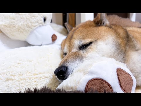 とっても優しいR家の男子♥柴犬パパは見守り隊♥(YouTube)