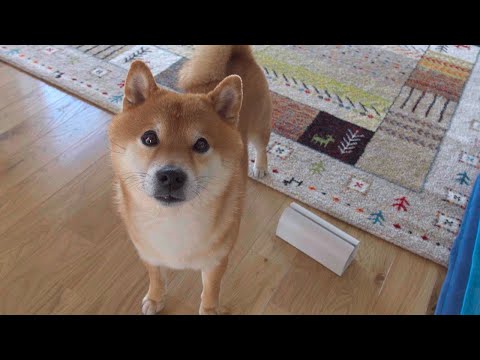 飼い主だけの外出を察し、あからさまに落ち込む柴犬がかわいい。(YouTube)