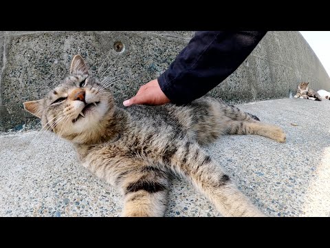 フナムシが猫達のお昼寝を妨害する(YouTube)