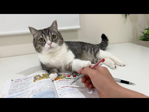 徹夜で勉強してたらやきもち焼いて邪魔してくる猫に困ってます…(YouTube)