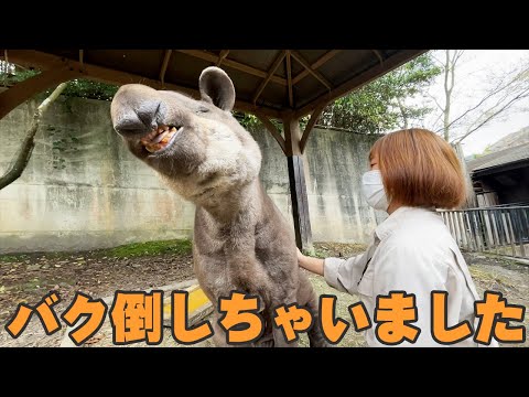癒されすぎたバクが「ビターーン!!」てなるまでw Tapir vs Zookeeper(YouTube)