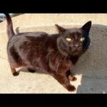 メチャクチャ可愛い声で甘えてくる黒猫(YouTube)