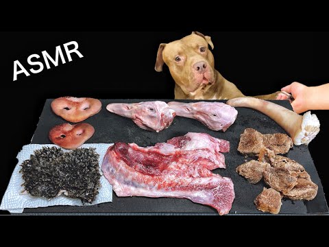 【ASMR】マニアックな食材を豪快に食べるピットブルの咀嚼音(YouTube)