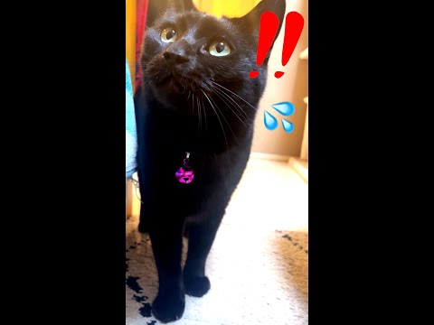 旦那さんが苦手な黒猫 #shorts(YouTube)