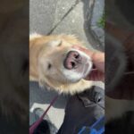 きーちゃん行ってくるよギャァ(YouTube)