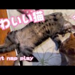 春の猫 南の島の初夏 The island that may be the closest to heaven(YouTube)
