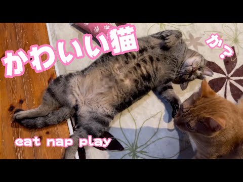 春の猫 南の島の初夏 The island that may be the closest to heaven(YouTube)
