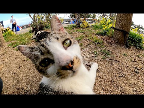 港にある猫ハウスの近くのベンチに座ると猫が隣に座ってきて楽しい(YouTube)