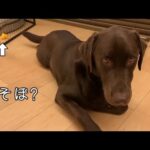 ほのぼのポテト【ラブラドールレトリバー】(YouTube)