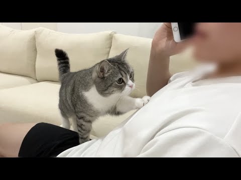 飼い主の長電話に我慢の限界がきた猫がまさかの行動に出ました…(YouTube)