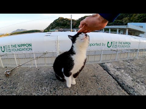 防波堤にいた野良猫達を撫でる(YouTube)