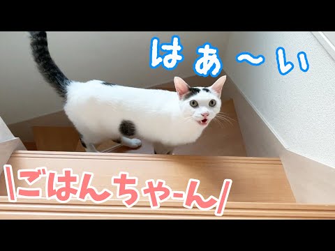 チロさんの名前が「ごはんちゃん」になりました…！(YouTube)