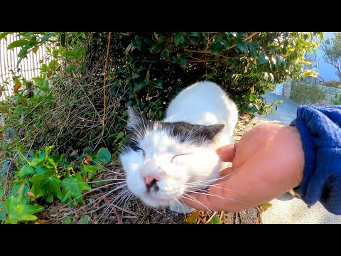 猫島で出会ったよく喋る猫をナデナデしてきた(YouTube)