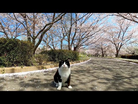 猫と花見(YouTube)