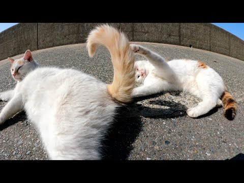 先輩猫の尻尾をおもちゃにして遊ぶ三毛猫(YouTube)