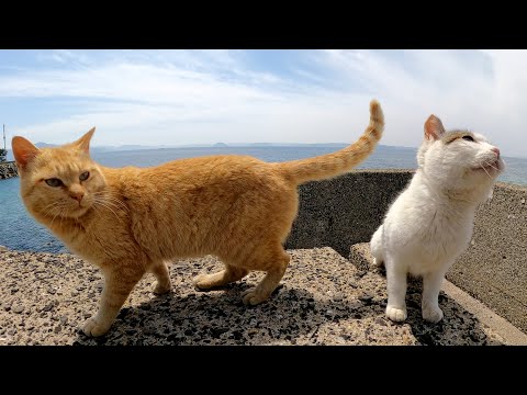 あまり触らせてくれないけど可愛い猫達(YouTube)