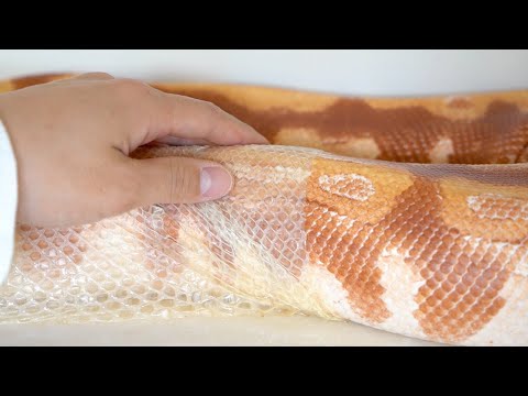 脱皮中の大蛇の皮をむいてやったら気持ちよすぎた(YouTube)