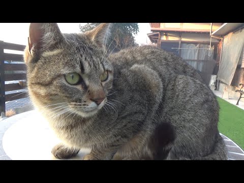 敵対視する猫が３Ｍ以内に近づくと威嚇する猫(YouTube)