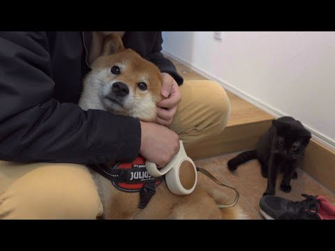 実は我が家の柴犬、散歩後に5分間あることをしないと動かない。(YouTube)