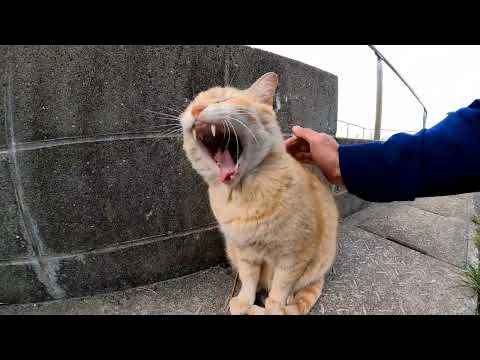 【今週のボツ動画】短い野良猫動画まとめて公開-unreleased video of this week-2022/4/1w(YouTube)
