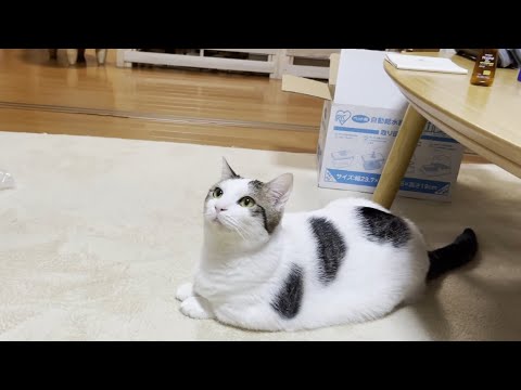 新しい給水器を期待の眼差しで待つ猫(YouTube)
