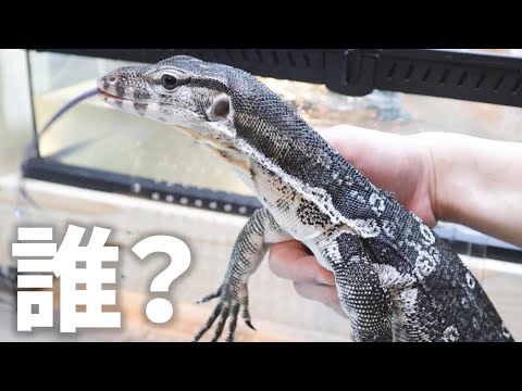 ※特殊な能力は使ってません(YouTube)