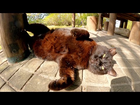 お腹を触られながらスヤスヤと眠ってしまう黒猫(YouTube)