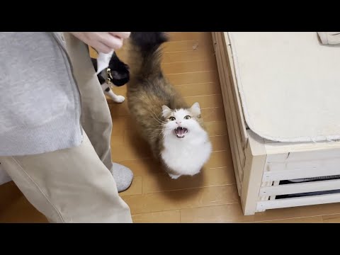 腎臓サポートが食べたいのに分かってもらえず順番に催促する猫(YouTube)