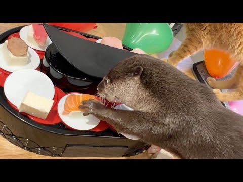カワウソさくら５歳の大誕生日会、回転寿司にご招待！ Otter Sakura’s 5th birthday party(YouTube)