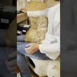 意味不明なことを言うお父さんの懐で甘える猫 #Shorts(YouTube)