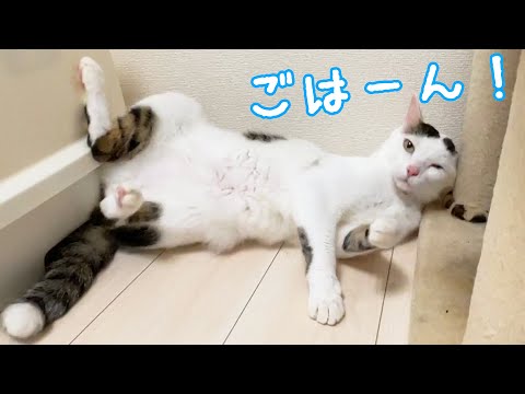 休日は娘にご飯催促に行く賢い猫たち(YouTube)