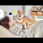 クッションで休んでたらイヌハラ被害に遭って困っている(YouTube)
