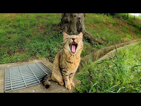 公園を散歩してると子猫が何か話し掛けてきた(YouTube)