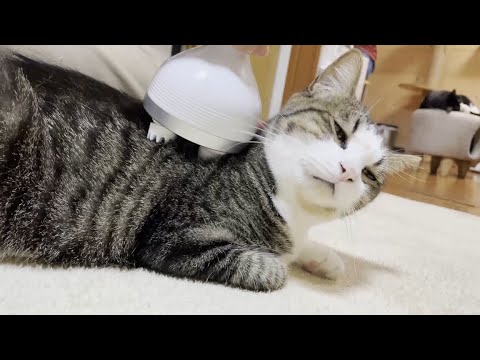 背中マッサージで静かに目を閉じる猫に癒される(YouTube)