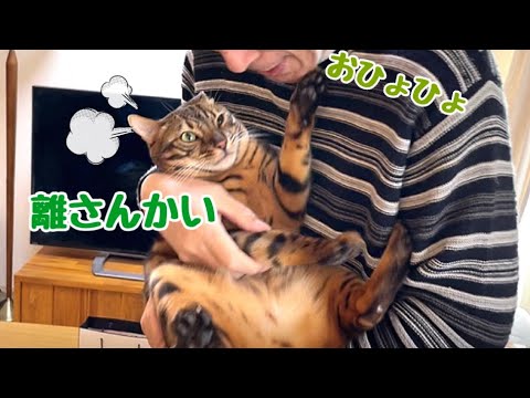 実家の父襲来！うちの猫達が逃げ回っております(YouTube)