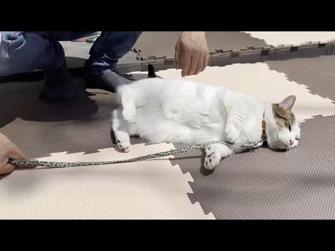 散歩で猫が汚れないようにシートを敷いてみたのですが・・・(YouTube)