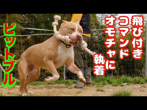 色々改善すべき問題があるピットブル　ポテトくんその後、、、(YouTube)