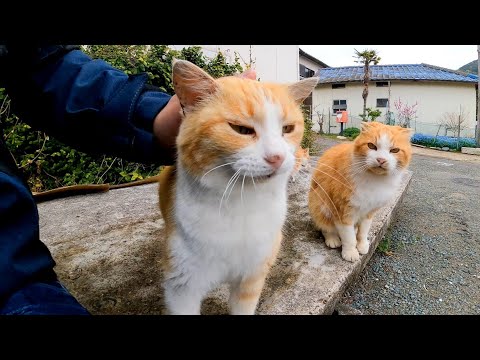 漁港の路地裏を歩いていると猫に見つかった「待てー!撫でるニャン」(YouTube)