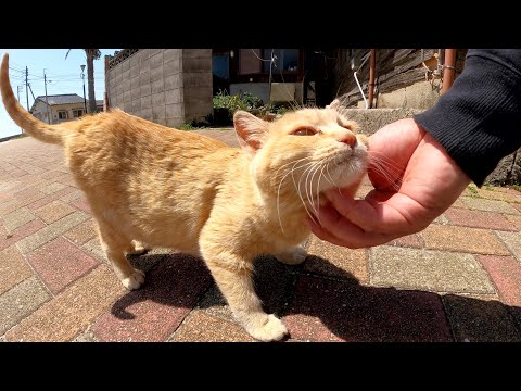 猫島で暮らす無邪気なチビ猫ちゃんと遊ぶ！(YouTube)