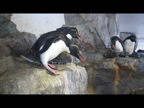 【海遊館】ミナミイワトビペンギンの巣作り①(YouTube)