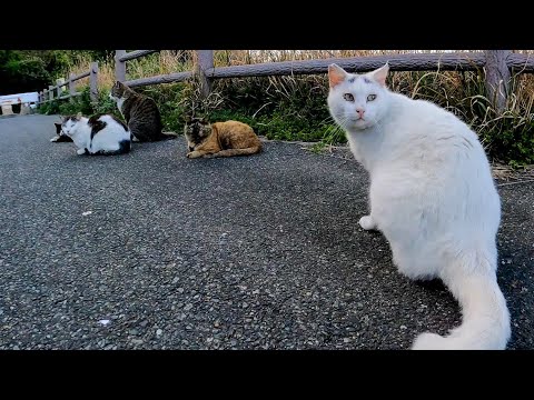 駐車場で行われる猫の集会に参加してきた(YouTube)
