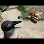 草むしりをするカメ達を暖かく見守るペンギン(YouTube)