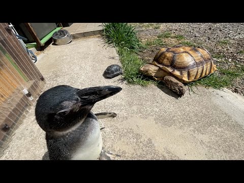 草むしりをするカメ達を暖かく見守るペンギン(YouTube)